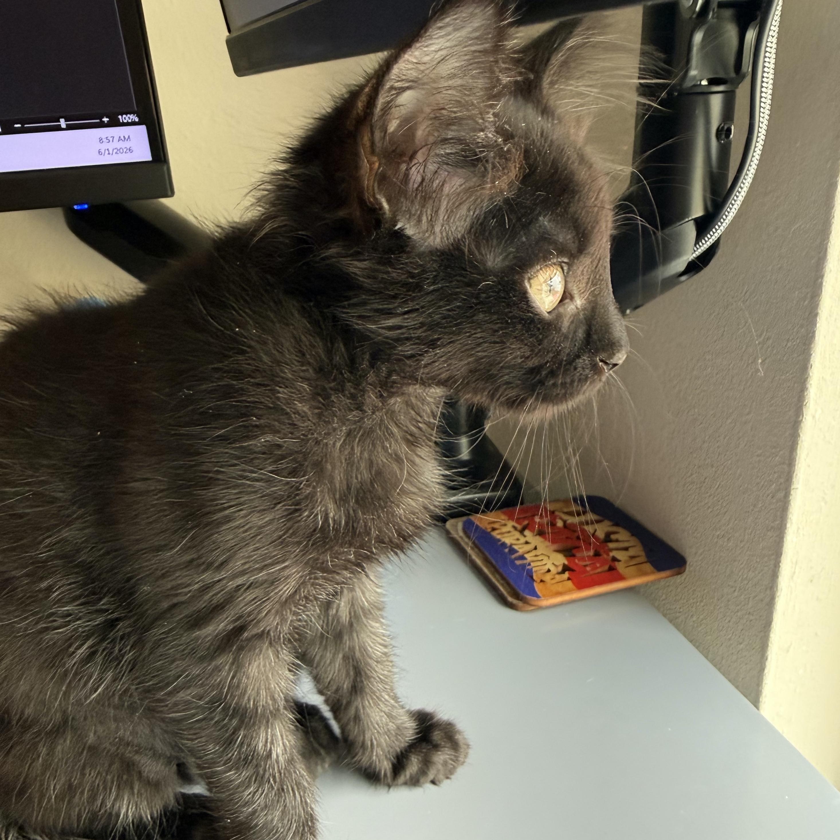Enlarge Mystique, a ADOPTABLE Domestic Short Hair in San Diego, CA image 2/3
