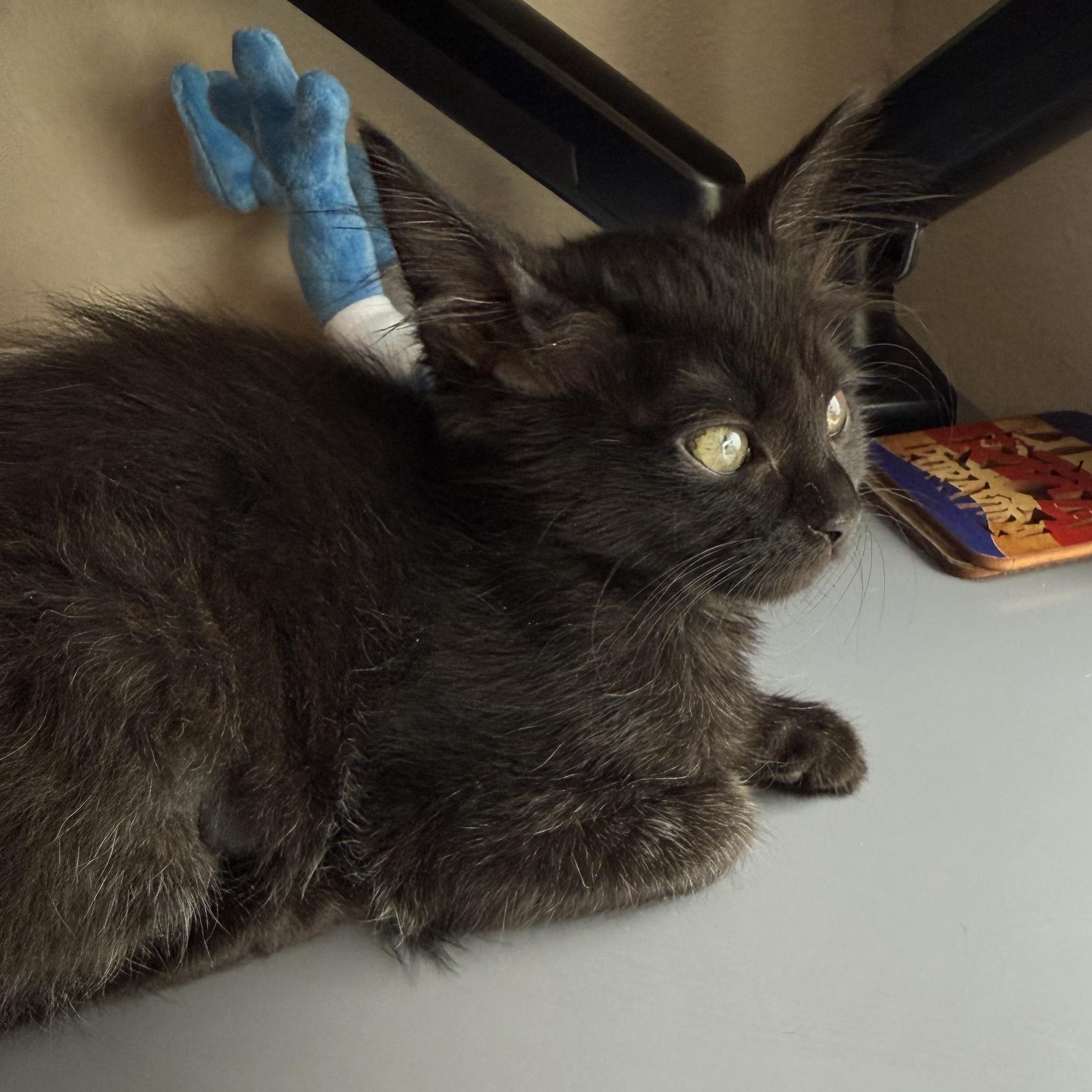 Enlarge Mystique, a ADOPTABLE Domestic Short Hair in San Diego, CA image 3/3