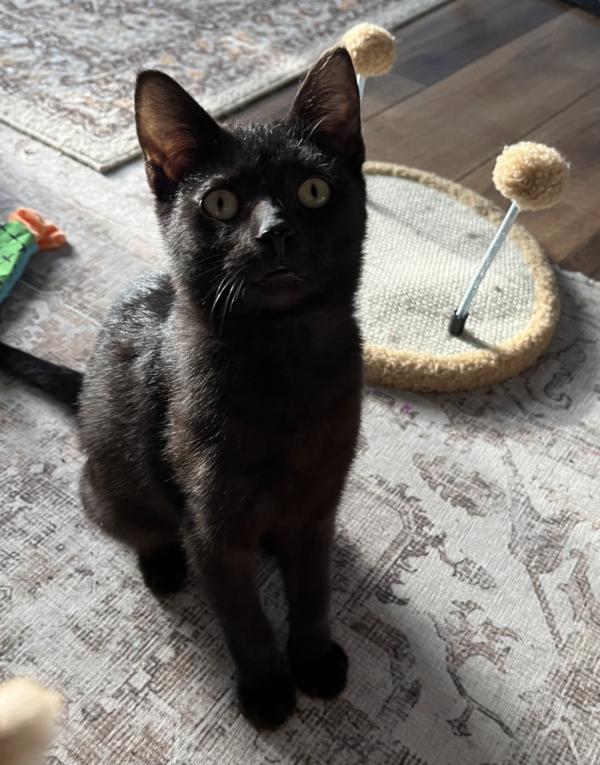 COOPER, ADOPTABLE, Kitten Male Domestic Short Hair.