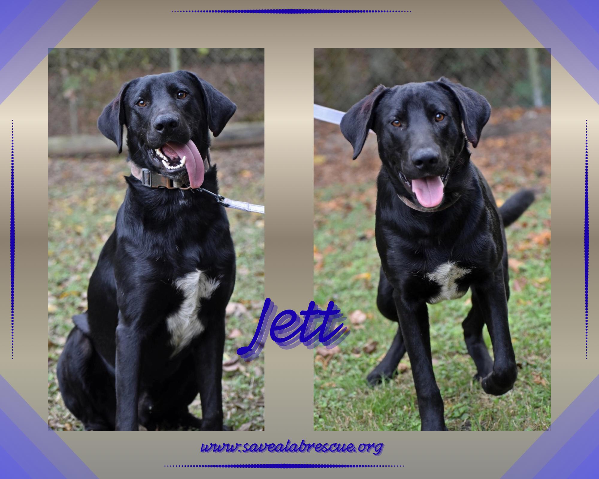 Enlarge Jett, a ADOPTABLE mixed breed in Newport, RI image 1/1