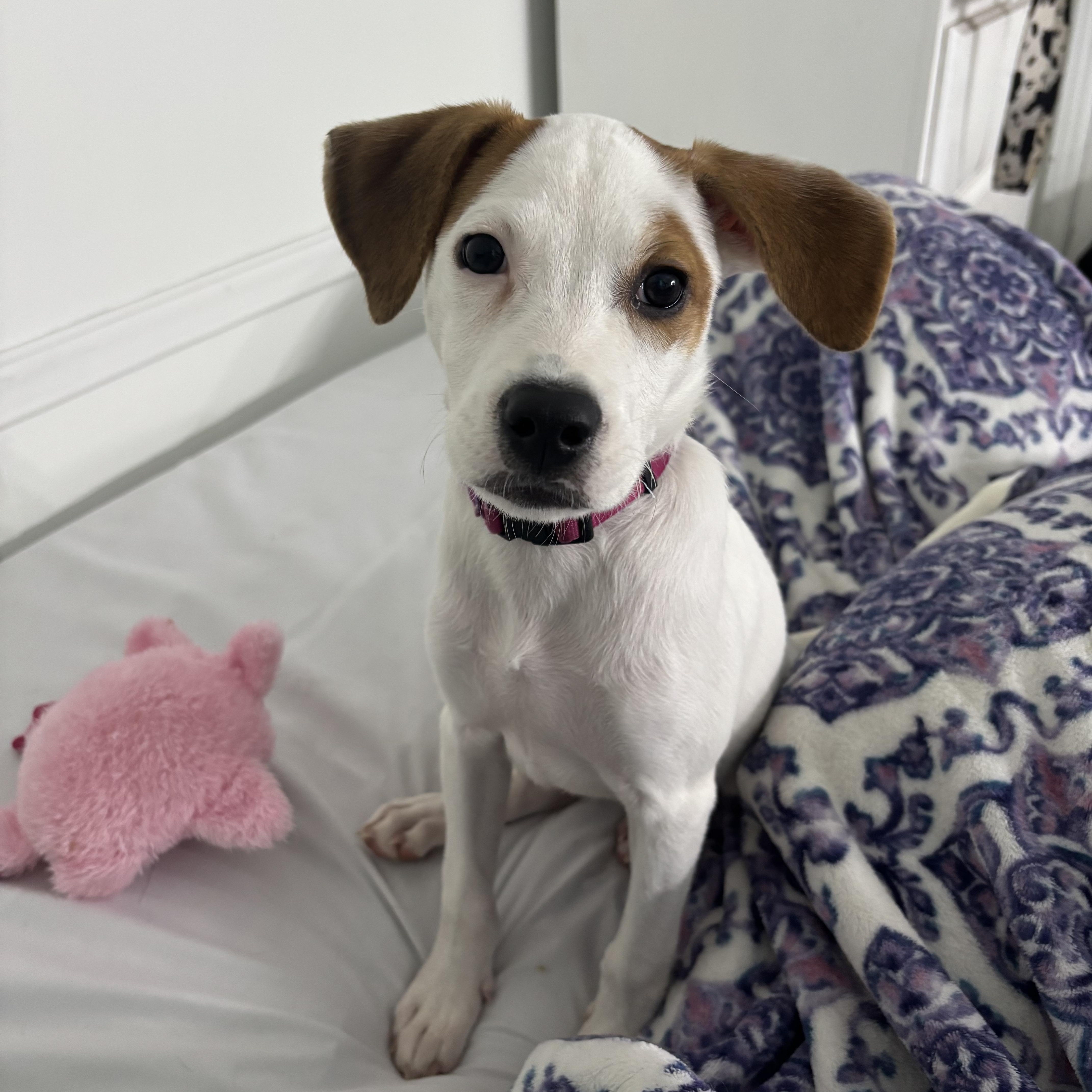 Trinity, Adoptable, Puppy Female Terrier.