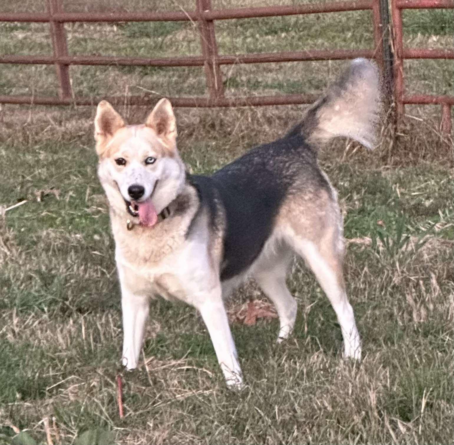Enlarge Floppy, a Adoptable Husky in North Wilkesboro, NC image 1/3