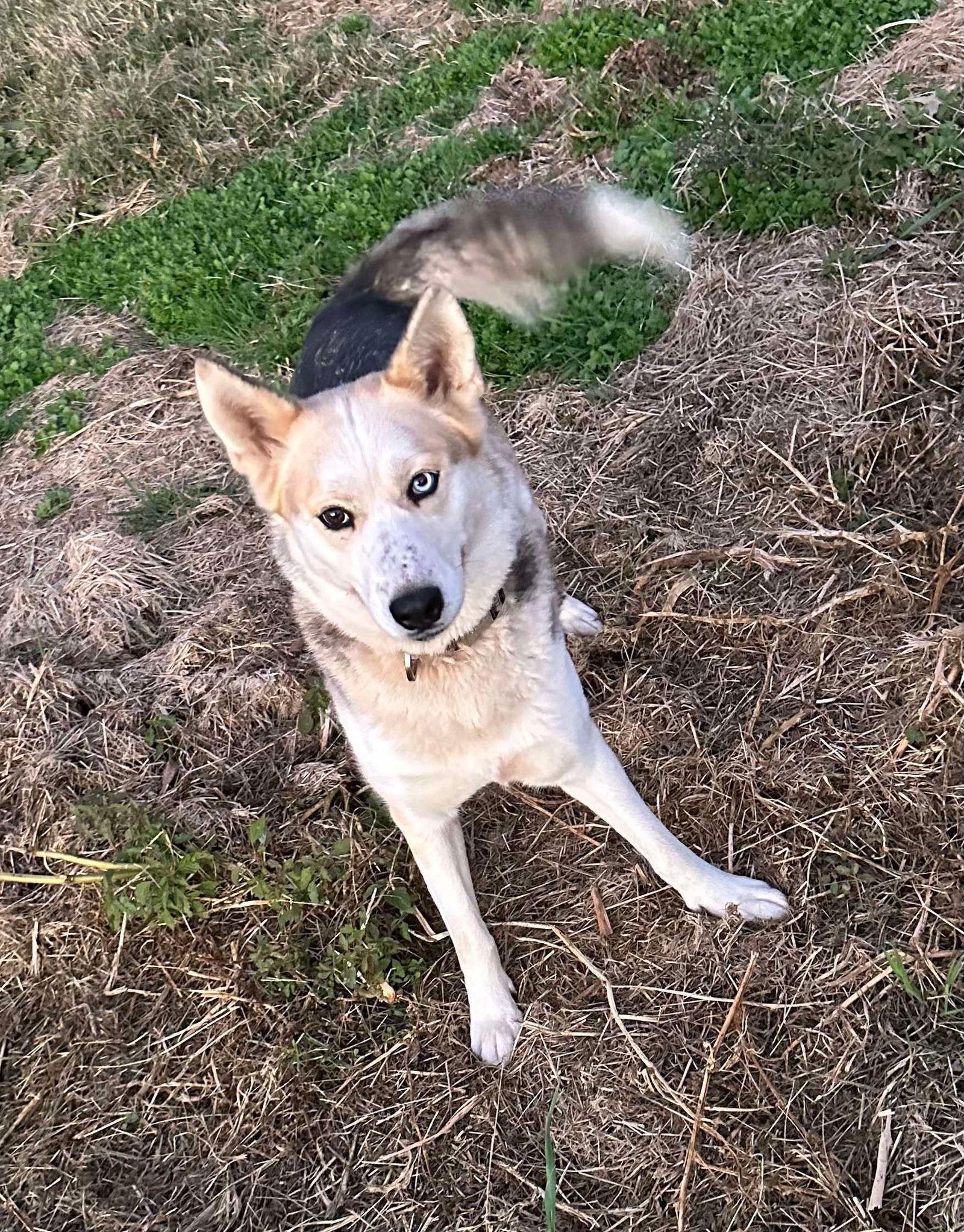 Enlarge Floppy, a Adoptable Husky in North Wilkesboro, NC image 2/3
