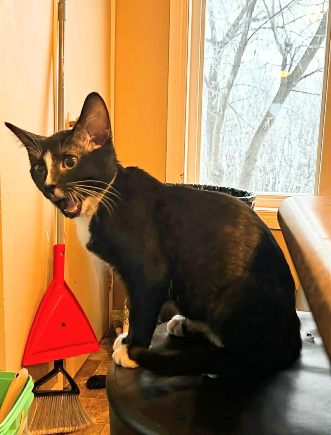 Berlioz, an adopted Domestic Short Hair in Winnipeg, MB image 4/6