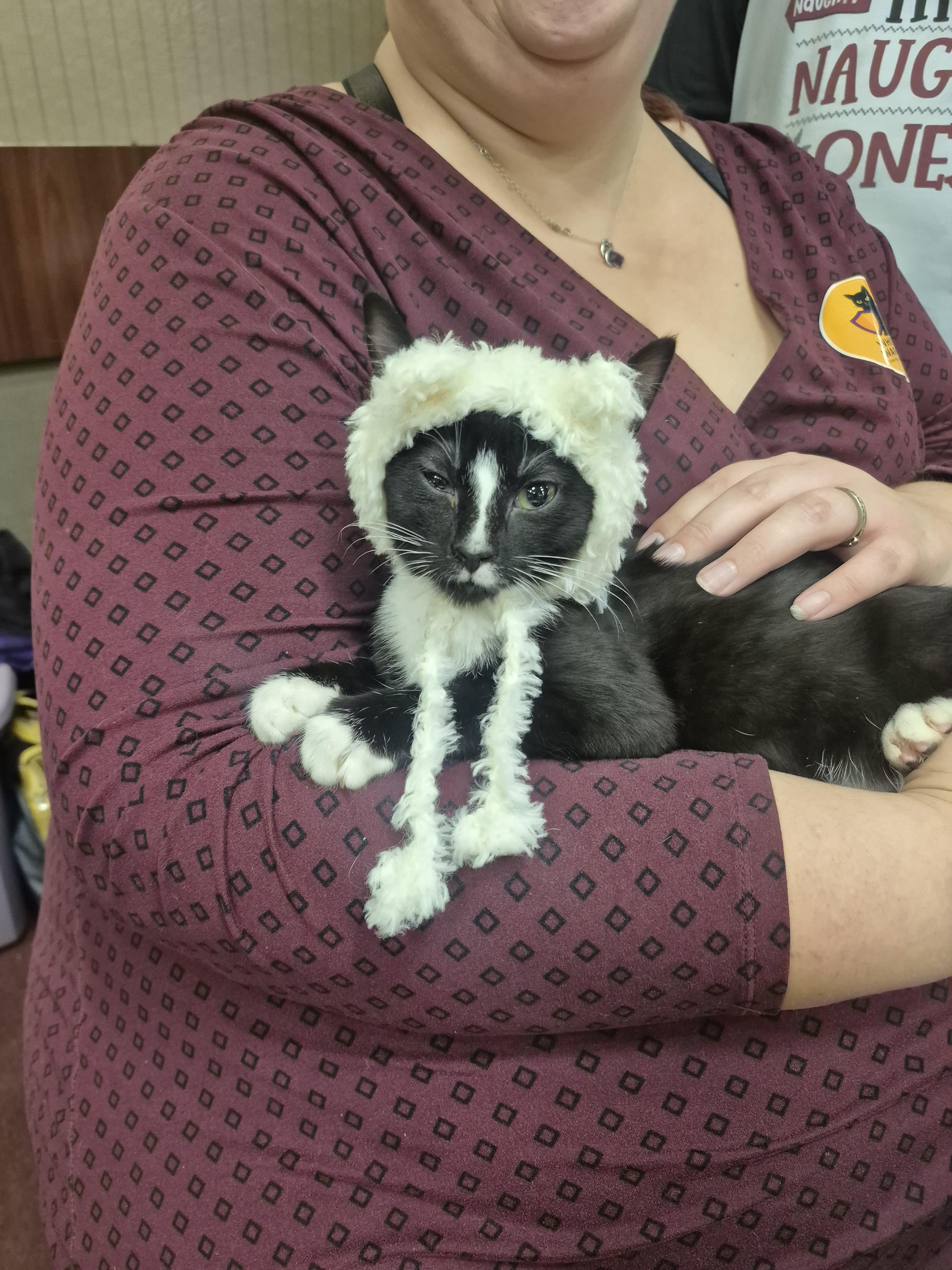 Berlioz, an adopted Domestic Short Hair in Winnipeg, MB image 5/6