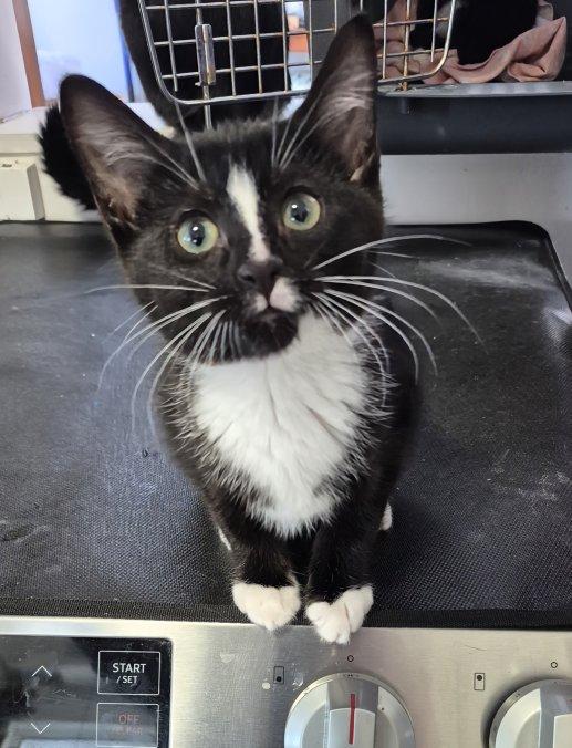 Berlioz, ADOPTABLE, Kitten Male Domestic Short Hair.