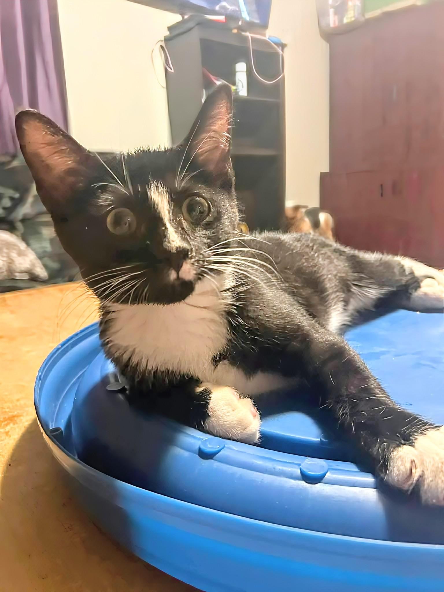 Enlarge Berlioz, a ADOPTABLE Domestic Short Hair in Winnipeg, MB image 6/6