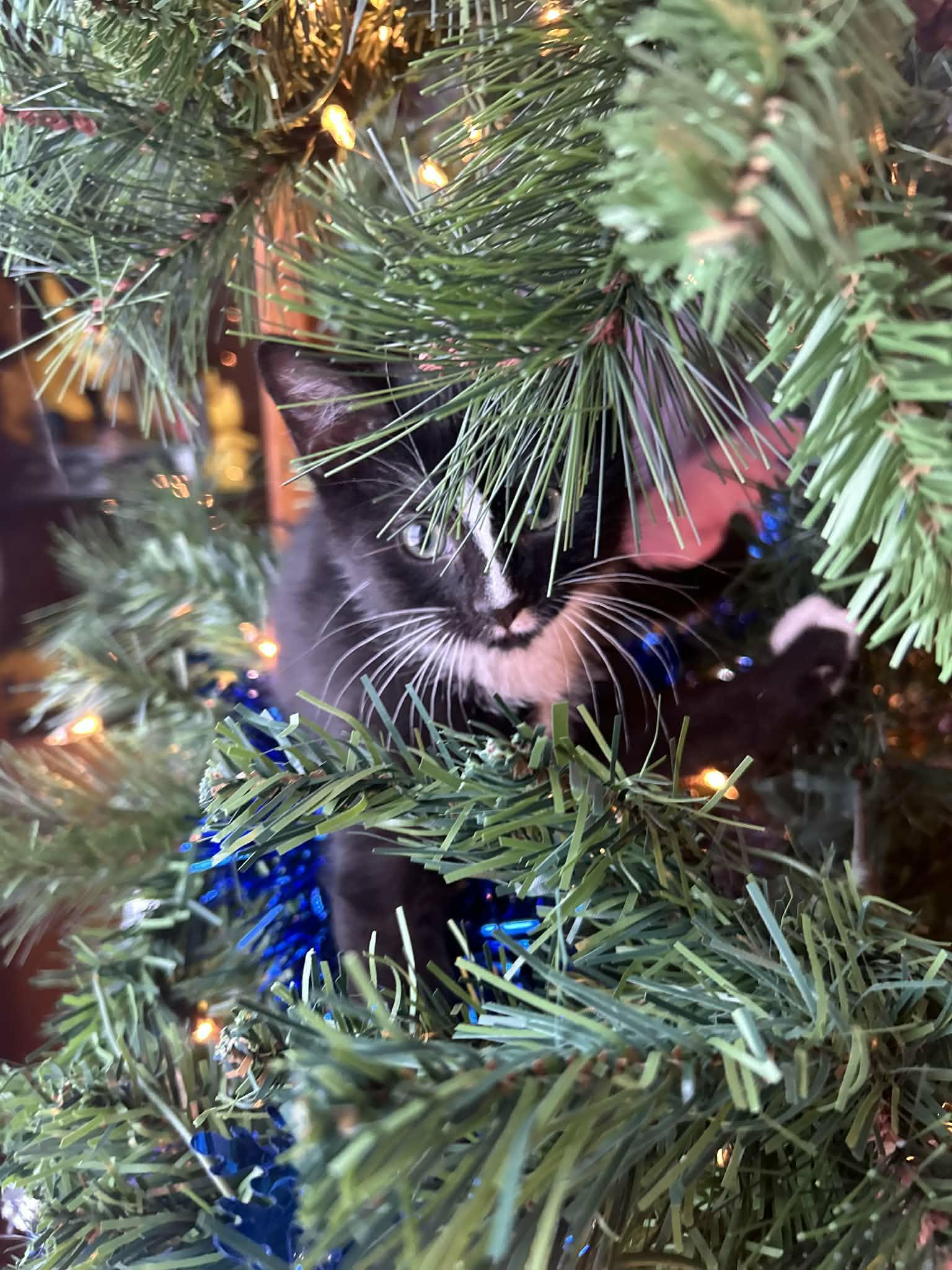 Enlarge Berlioz, a ADOPTABLE Domestic Short Hair in Winnipeg, MB image 2/6