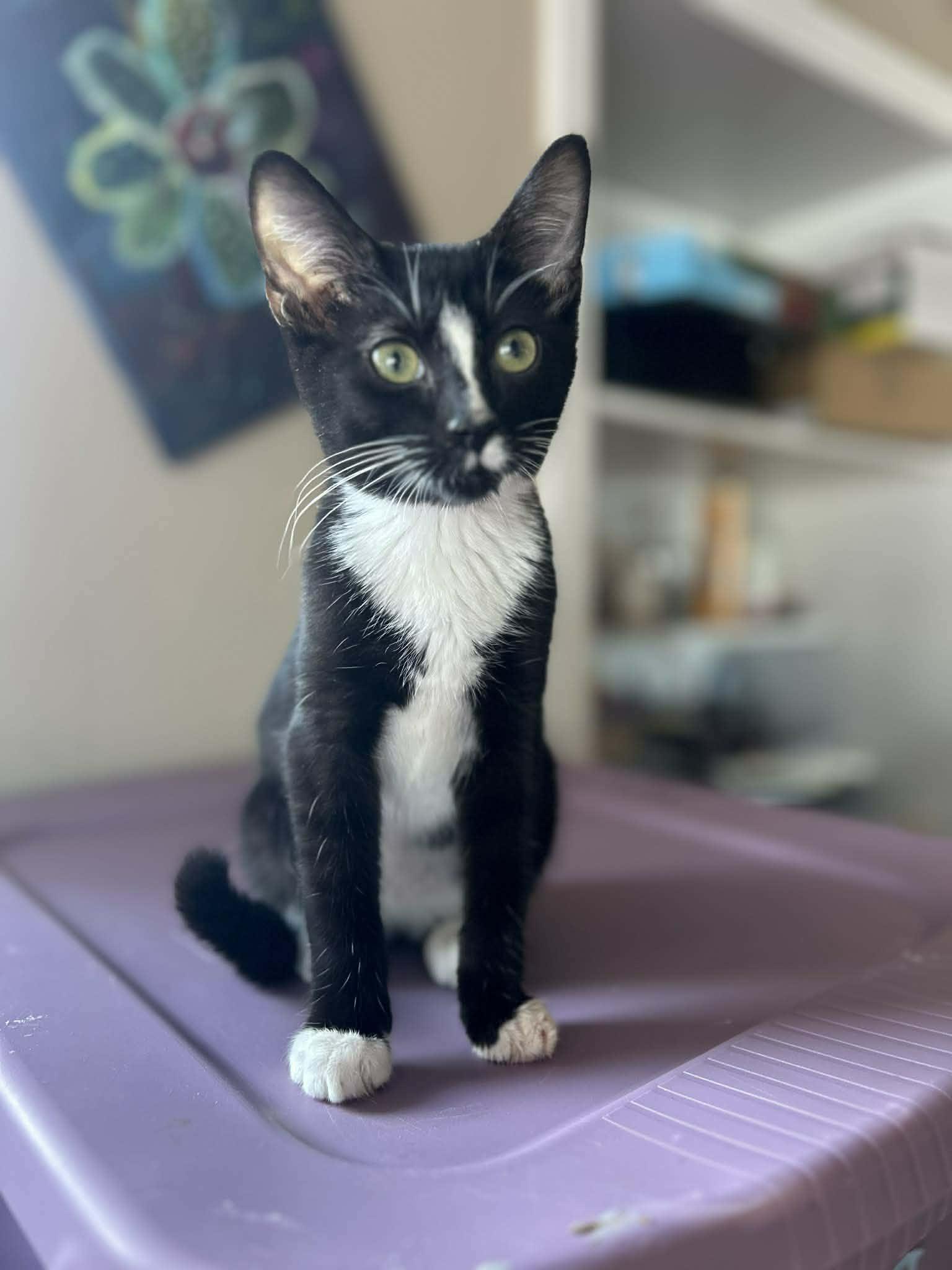 Berlioz, an adopted Domestic Short Hair in Winnipeg, MB image 6/6