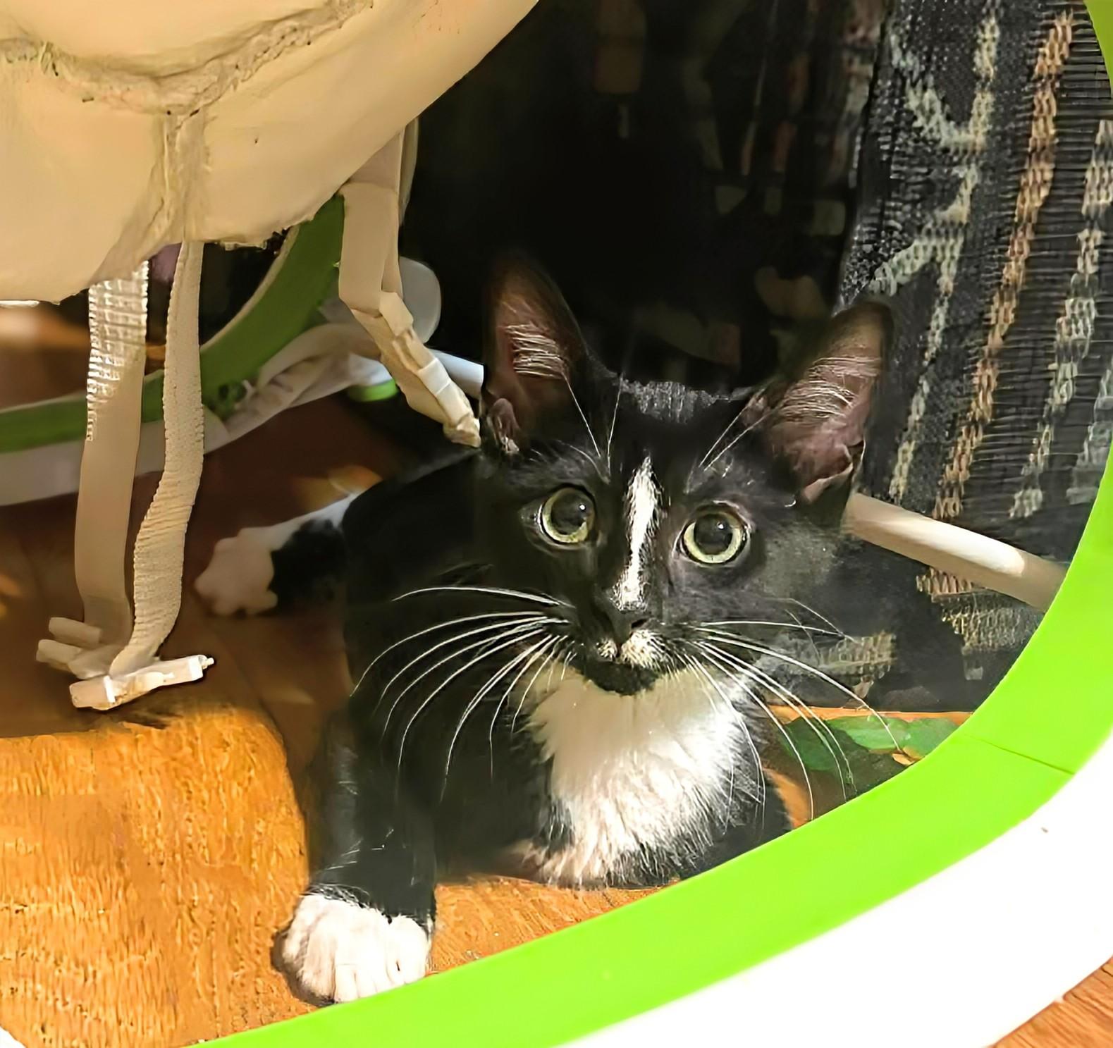 Berlioz, an adopted Domestic Short Hair in Winnipeg, MB image 2/6