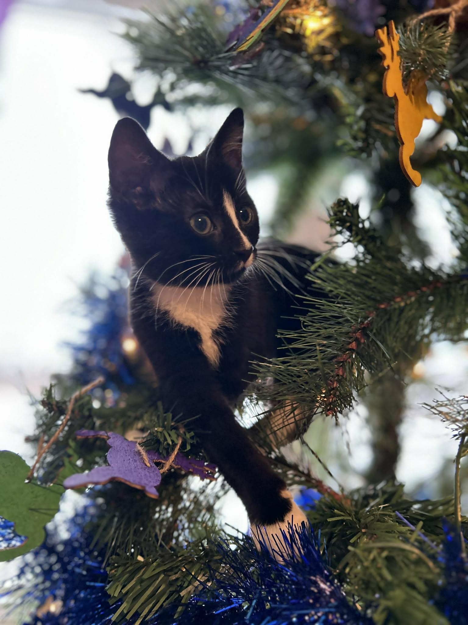 Enlarge Berlioz, a ADOPTABLE Domestic Short Hair in Winnipeg, MB image 3/6