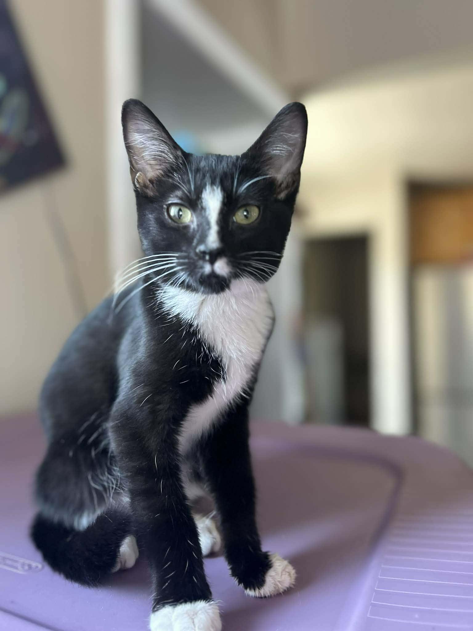 Berlioz, an adopted Domestic Short Hair in Winnipeg, MB image 1/6