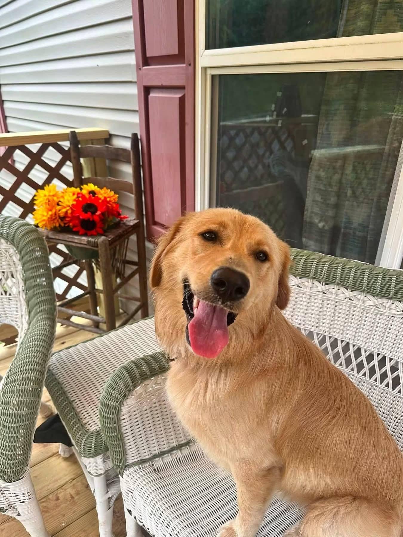 Tator(10mo, 46lbs), Adopted, Young Male Golden Retriever.