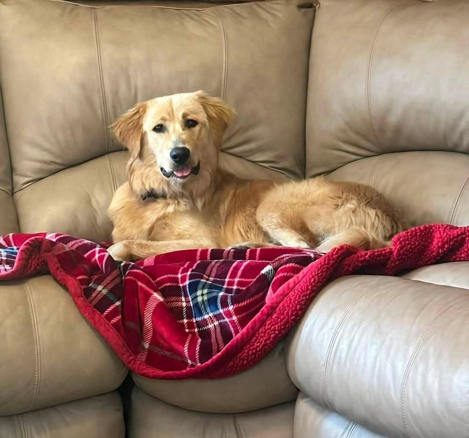 Enlarge Tator(10mo, 46lbs), a Adopted Golden Retriever in Hinton, WV image 2/2