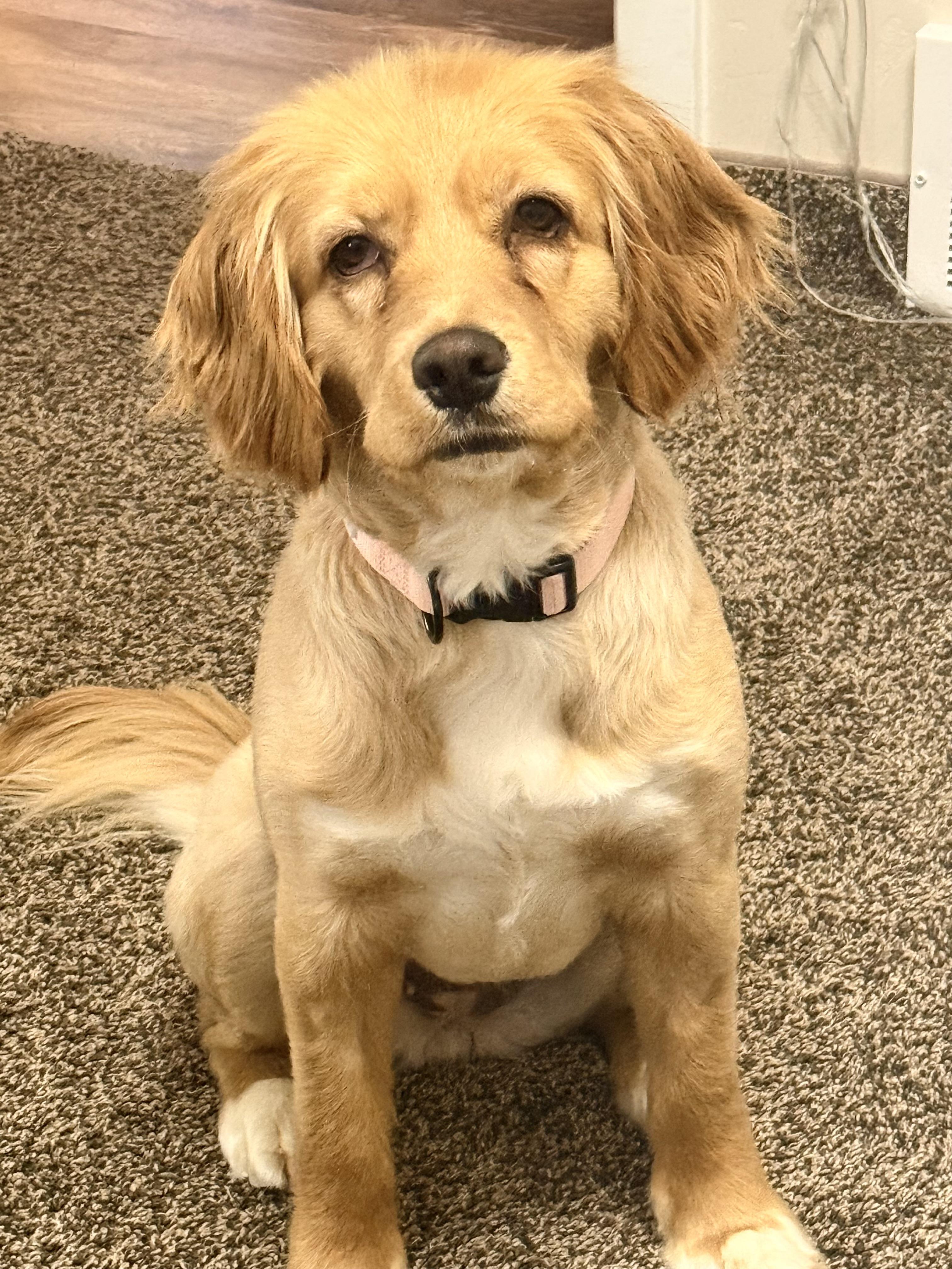 Enlarge Jersey, an adopted mixed breed in Pocatello, ID image 2/3