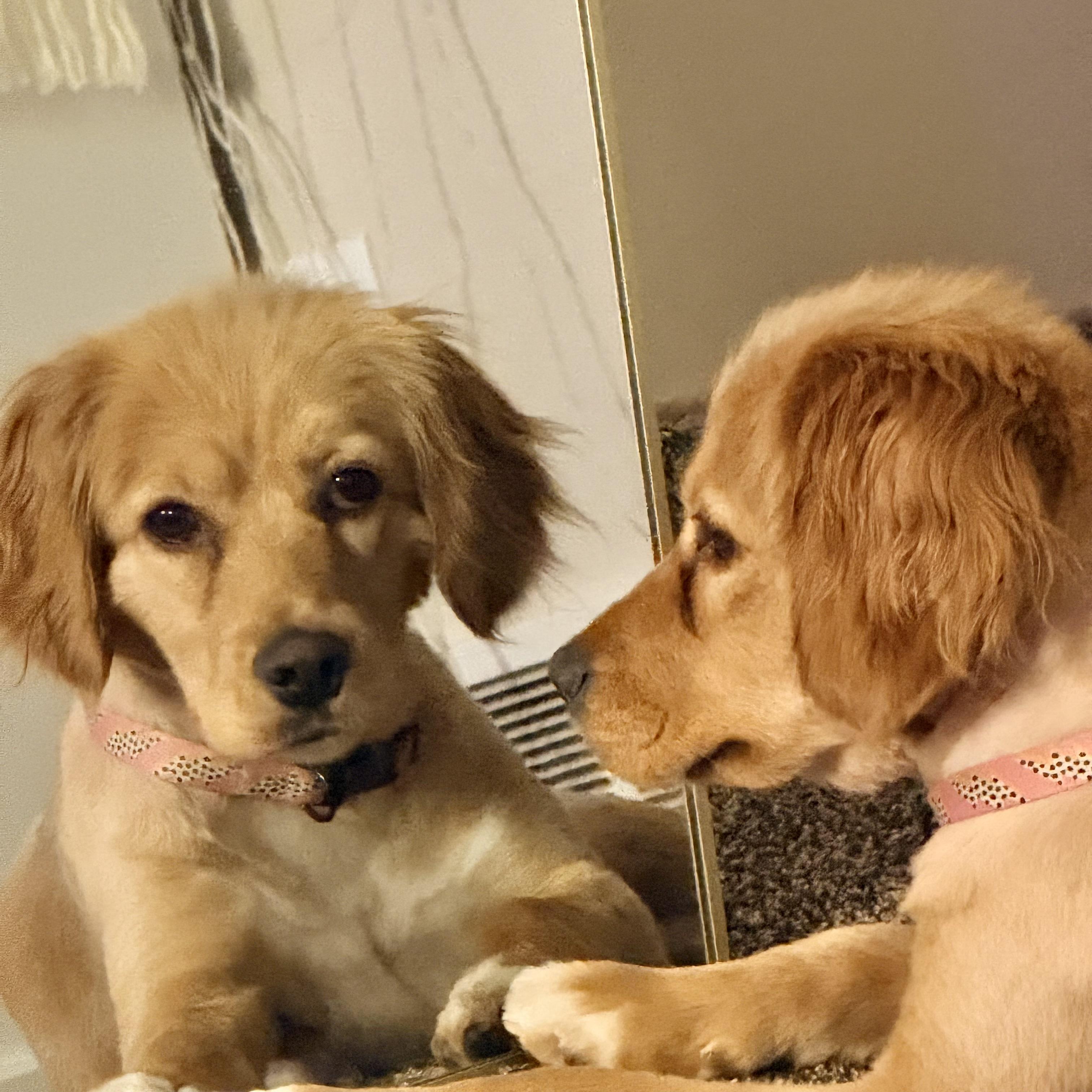 Jersey, adopted, Young Female Cocker Spaniel & Golden Retriever.