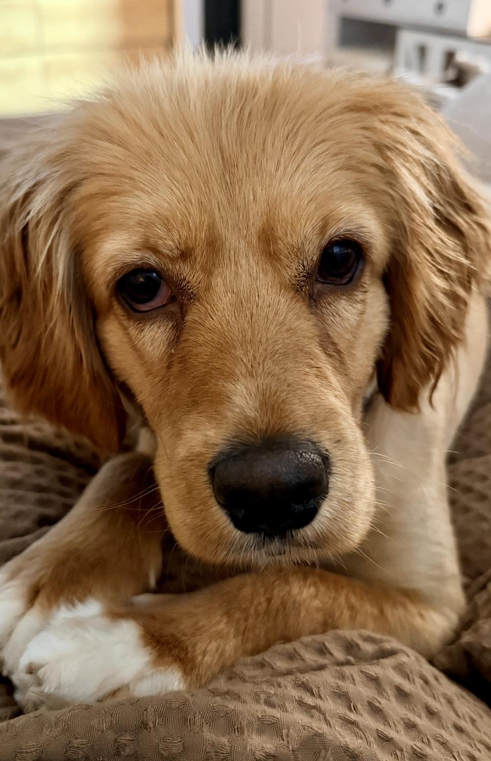 Enlarge Jersey, an adopted mixed breed in Pocatello, ID image 3/3