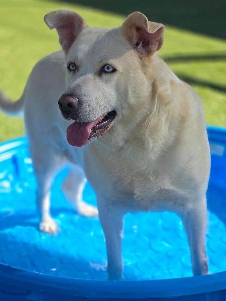 Enlarge Aspen, a Adoptable mixed breed in Little Elm, TX image 1/2