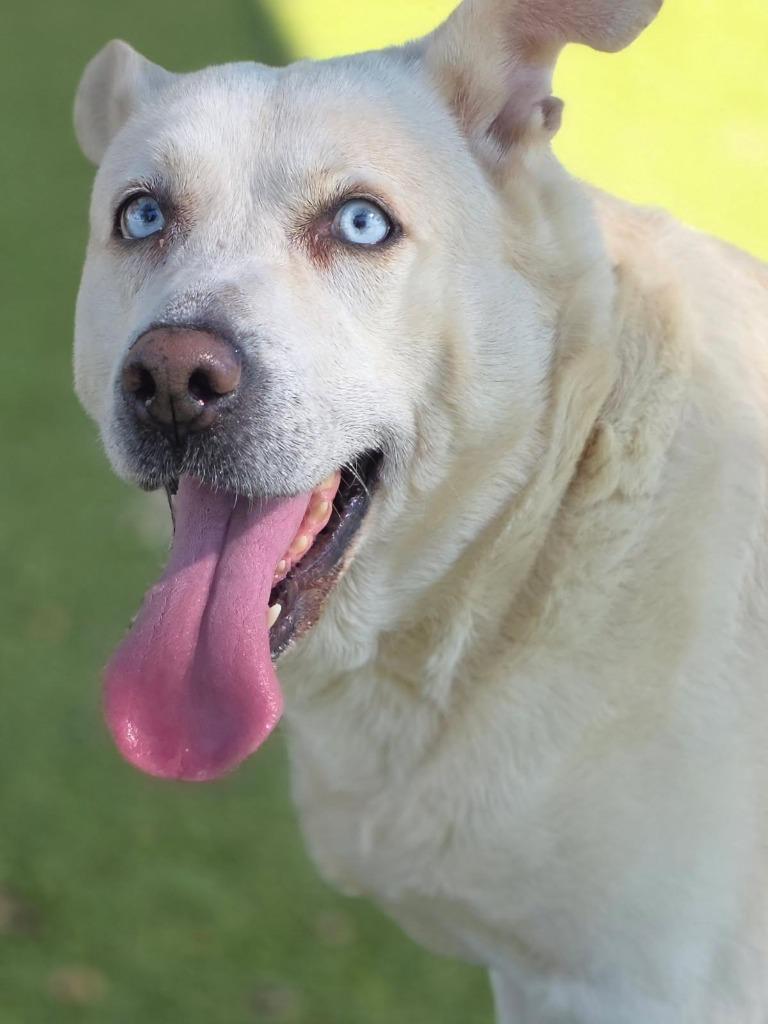 Enlarge Aspen, a Adoptable mixed breed in Little Elm, TX image 2/2