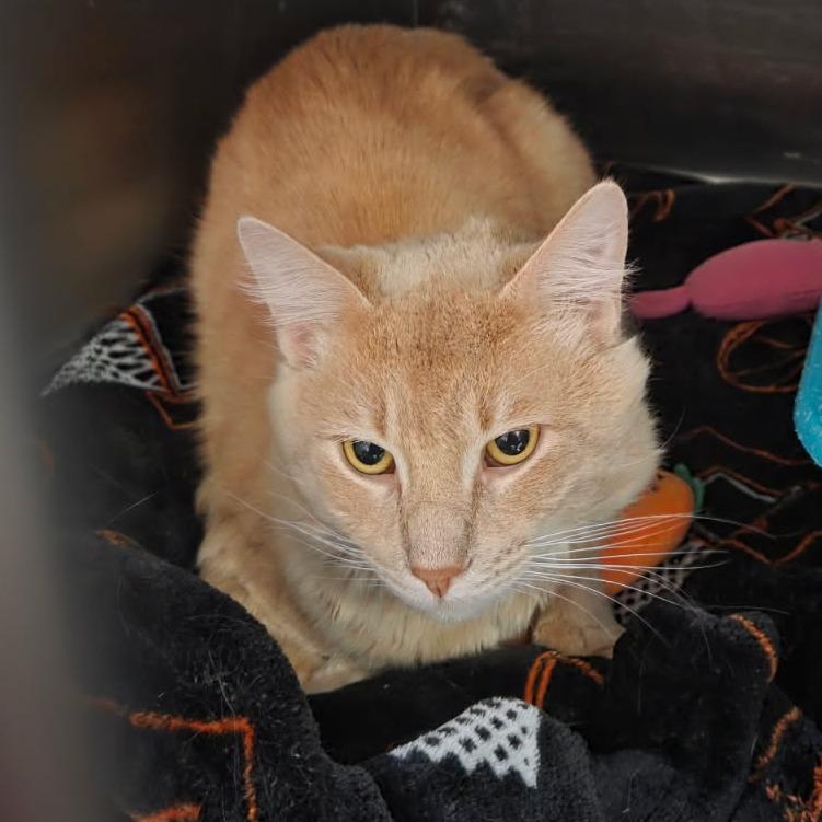 Mufasa 26-067, Adoptable, Adult Male Domestic Long Hair.