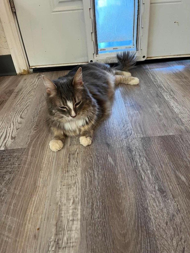 Eche, Adoptable, Adult Female Domestic Short Hair.