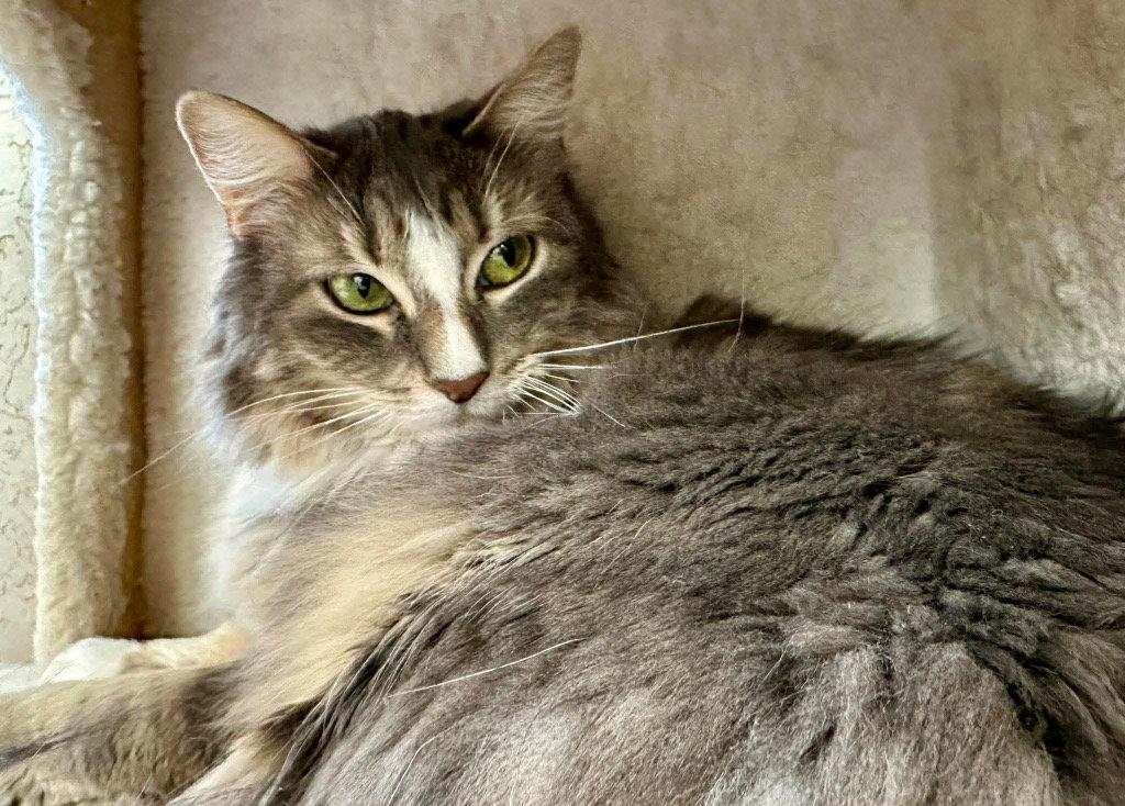 Enlarge Eche, a Adoptable Domestic Short Hair in Saint George, UT image 2/2