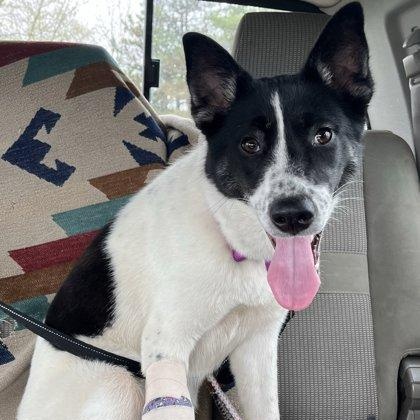 Ambrose, a ADOPTABLE mixed breed in Adrian, MI image 3/6