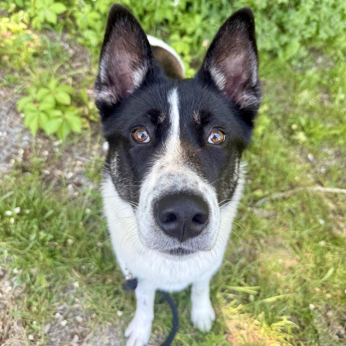Ambrose, a ADOPTABLE mixed breed in Adrian, MI image 1/6