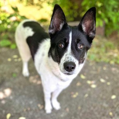 Ambrose, a ADOPTABLE mixed breed in Adrian, MI image 4/6