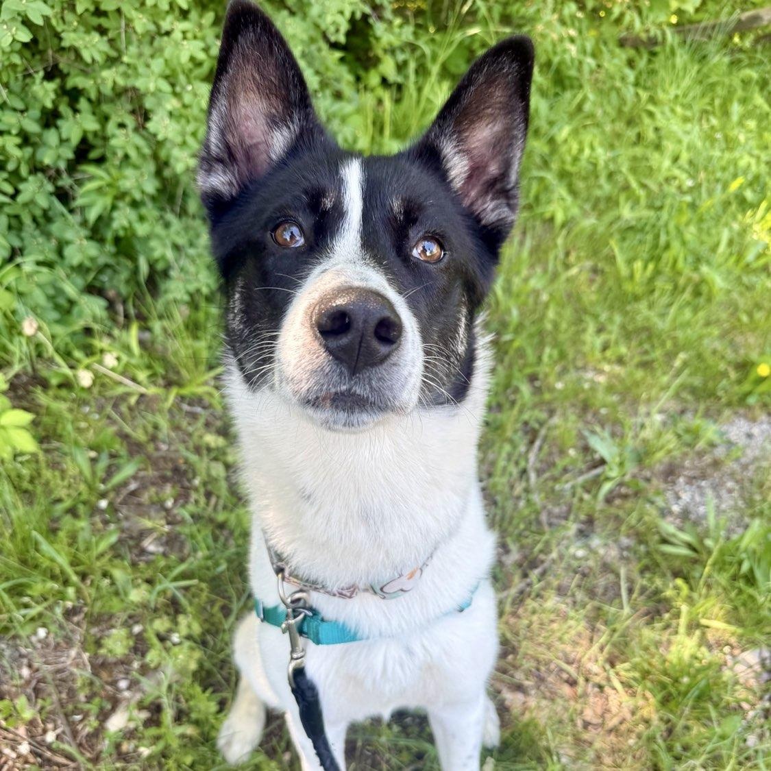Ambrose, a ADOPTABLE mixed breed in Adrian, MI image 2/6