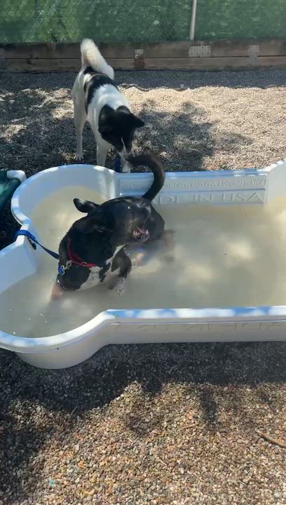 Enlarge Ambrose, a ADOPTABLE mixed breed in Adrian, MI video 6/6