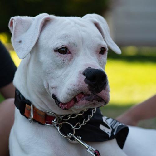 Enlarge Pearl, a Adoptable Boxer in McMinnville, OR image 1/6