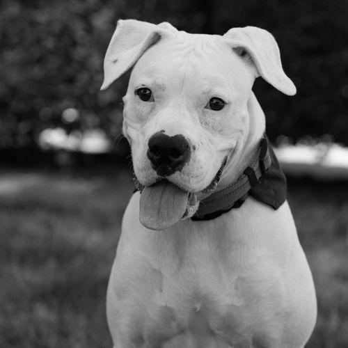 Enlarge Pearl, a Adoptable Boxer in McMinnville, OR image 3/6