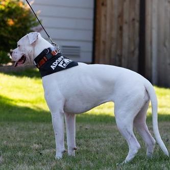 Enlarge Pearl, a Adoptable Boxer in McMinnville, OR image 5/6