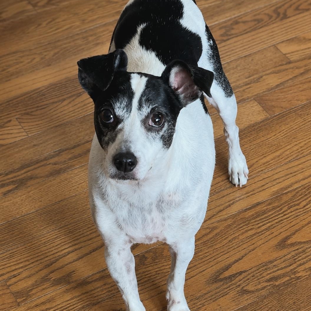 Enlarge Homer, a ADOPTABLE mixed breed in Cedar Rapids, IA image 3/6