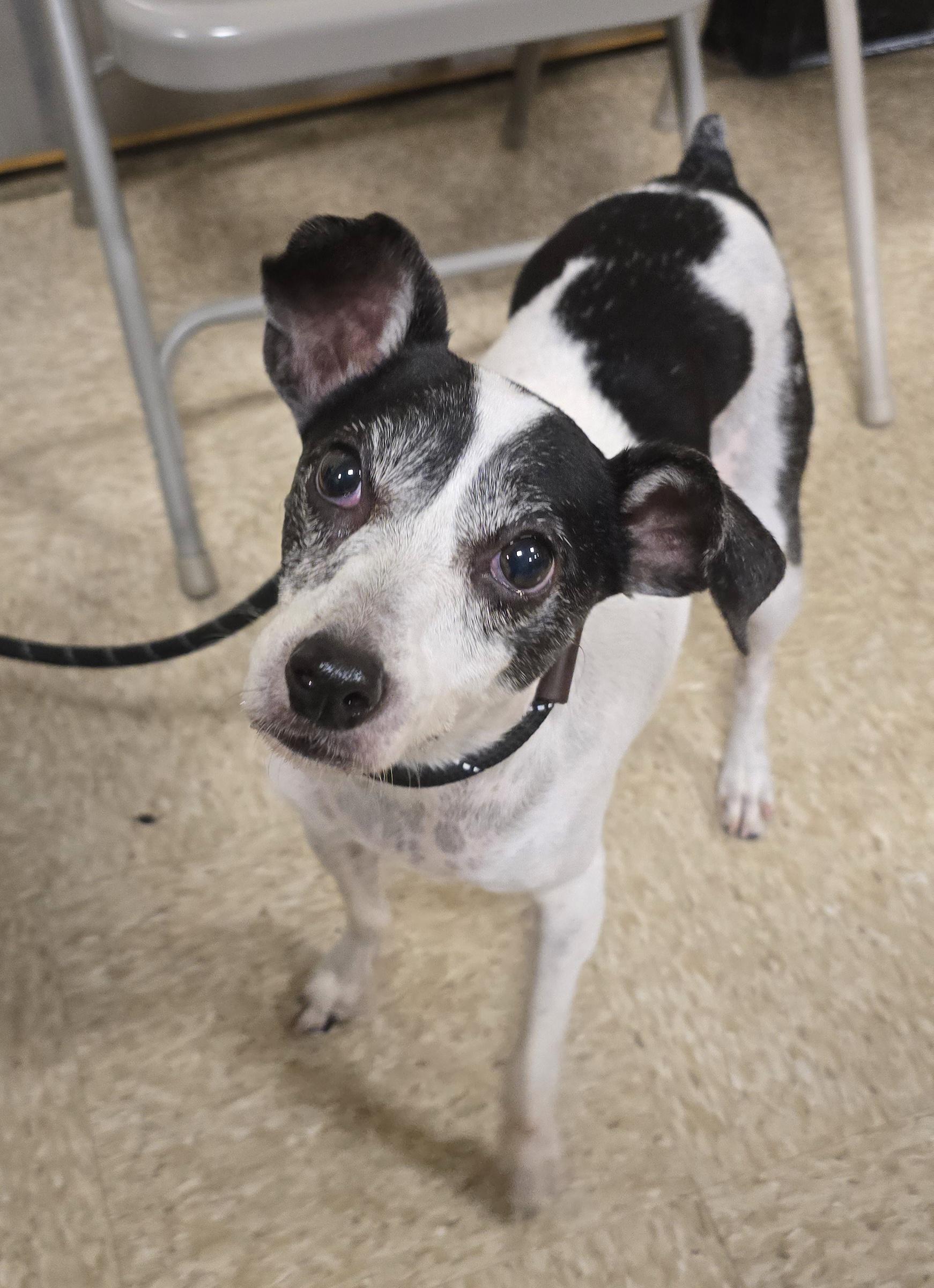 Enlarge Homer, a ADOPTABLE mixed breed in Cedar Rapids, IA image 1/6