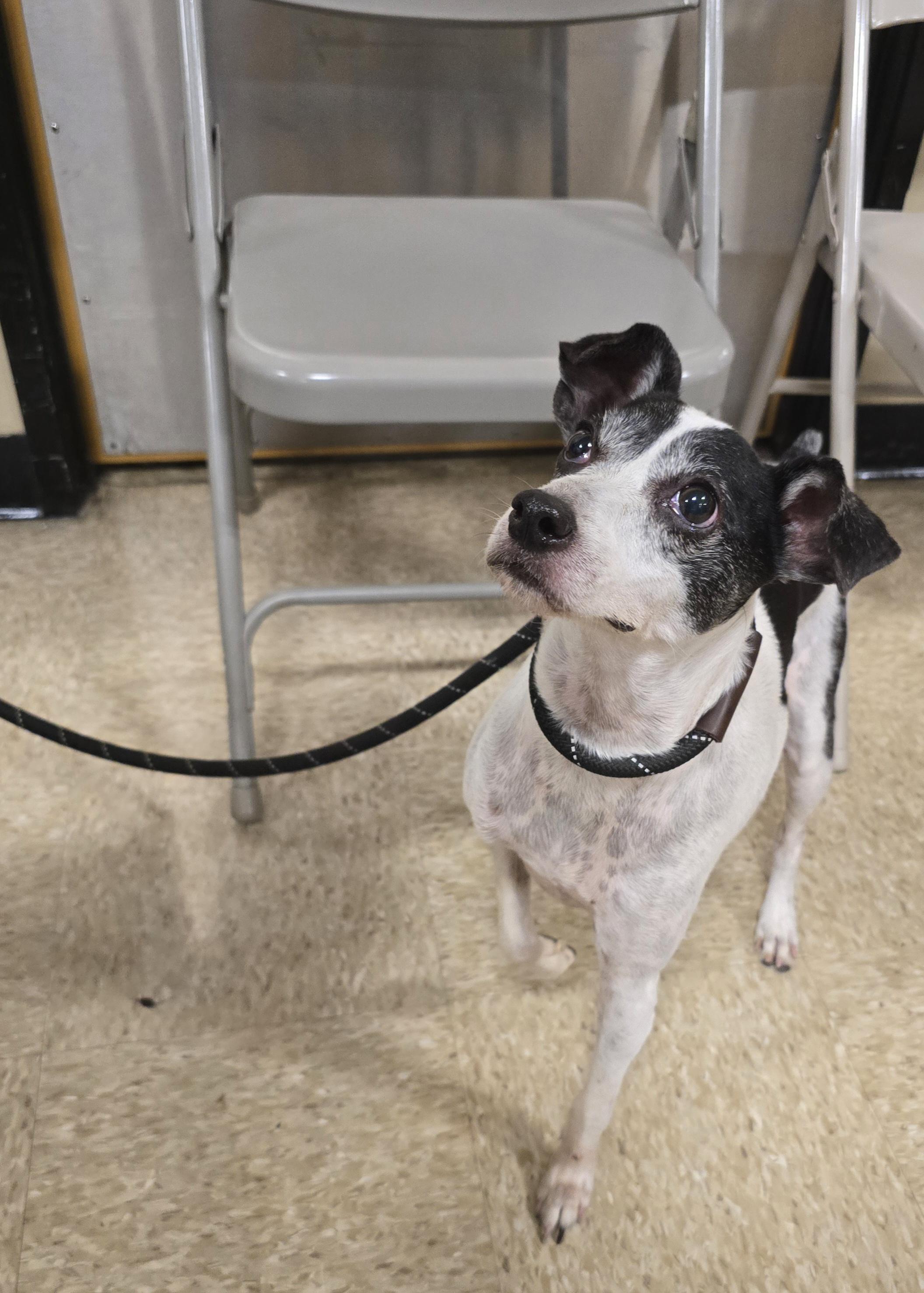 Enlarge Homer, a ADOPTABLE mixed breed in Cedar Rapids, IA image 2/6