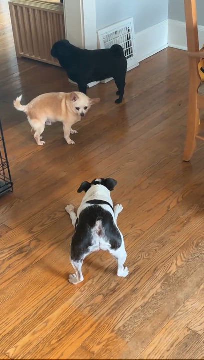 Enlarge Homer, a ADOPTABLE mixed breed in Cedar Rapids, IA video 6/6