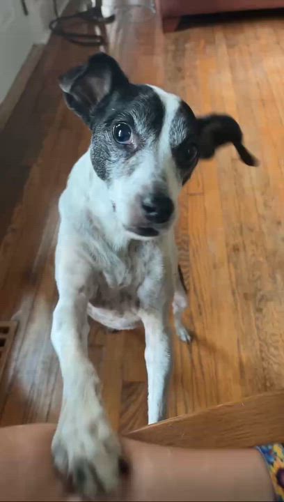 Enlarge Homer, a ADOPTABLE mixed breed in Cedar Rapids, IA video 5/6