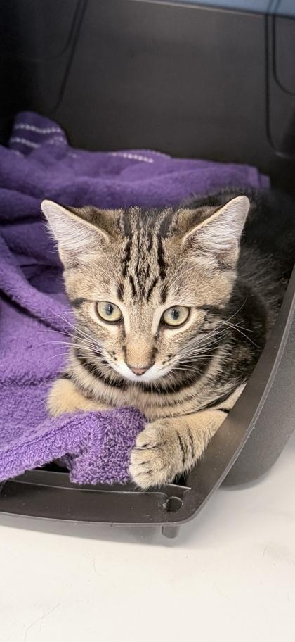Bogart, Adoptable, Kitten Male Domestic Short Hair & Domestic Short Hair.
