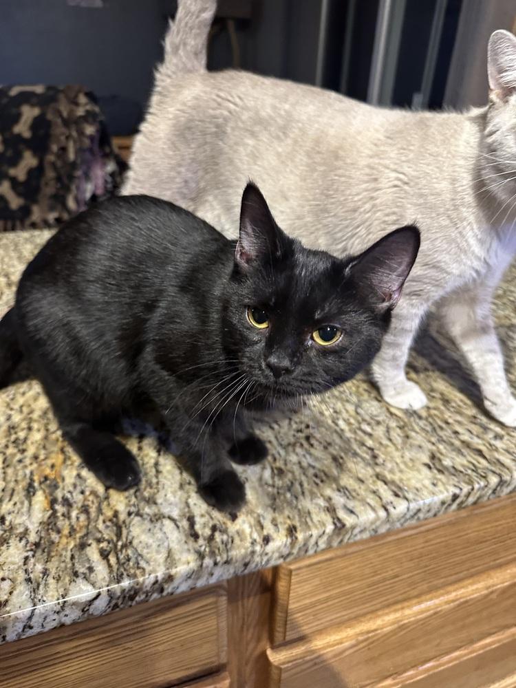 Enlarge Bergance, a Adoptable Domestic Short Hair in Albany, WI image 1/2