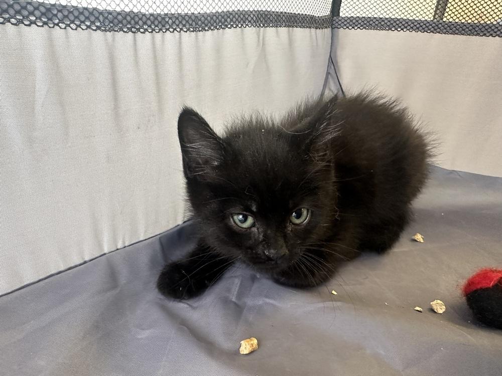 Enlarge Bergance, a Adoptable Domestic Short Hair in Albany, WI image 2/2