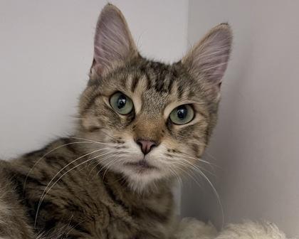 Ragu, Adoptable, Adult Female Domestic Long Hair.