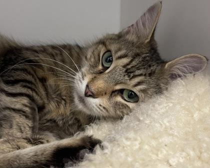 Enlarge Ragu, a Adoptable Domestic Long Hair in West Seneca, NY image 2/3