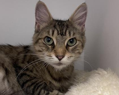 Enlarge Ragu, a Adoptable Domestic Long Hair in West Seneca, NY image 3/3