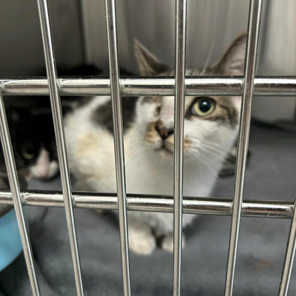 Enlarge Patches, a Adoptable Domestic Short Hair in Jupiter, FL image 1/3