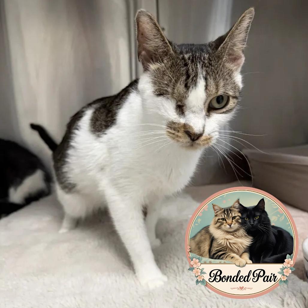 Enlarge Patches, a Adoptable Domestic Short Hair in Jupiter, FL image 2/3