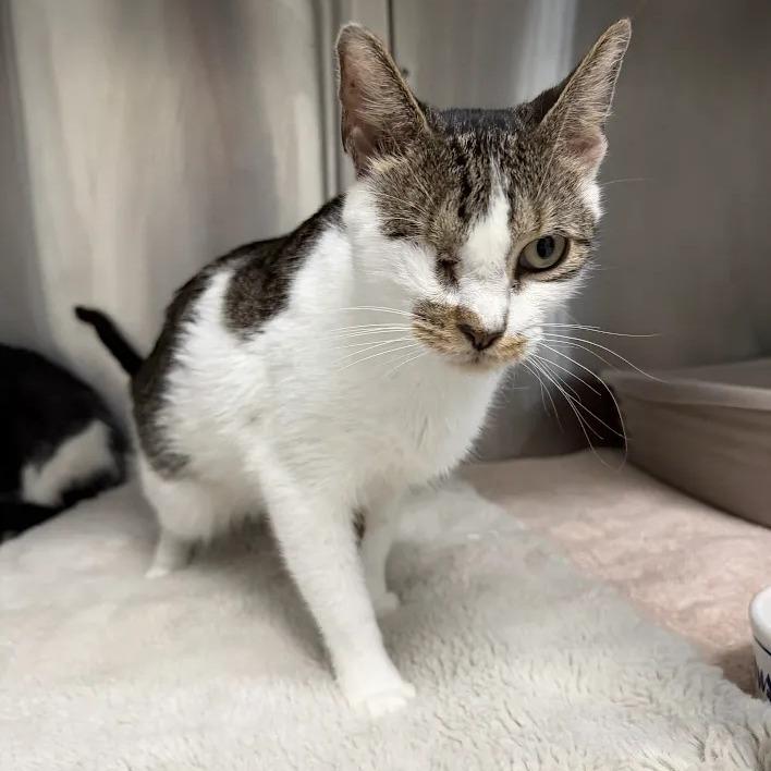 Enlarge Patches, a Adoptable Domestic Short Hair in Jupiter, FL image 3/3