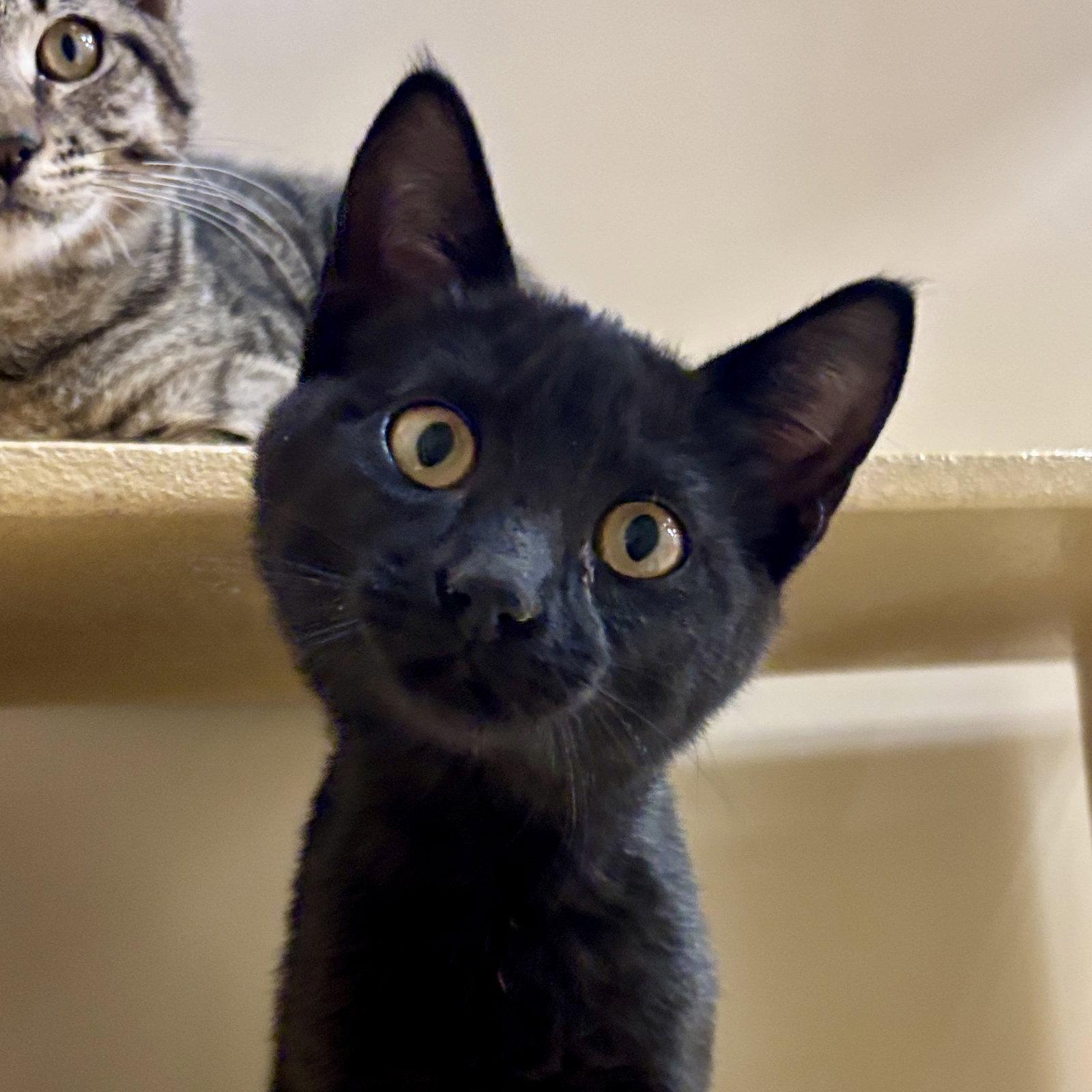 Enlarge Ebby, a Adopted Domestic Short Hair in Sonora, CA image 1/1