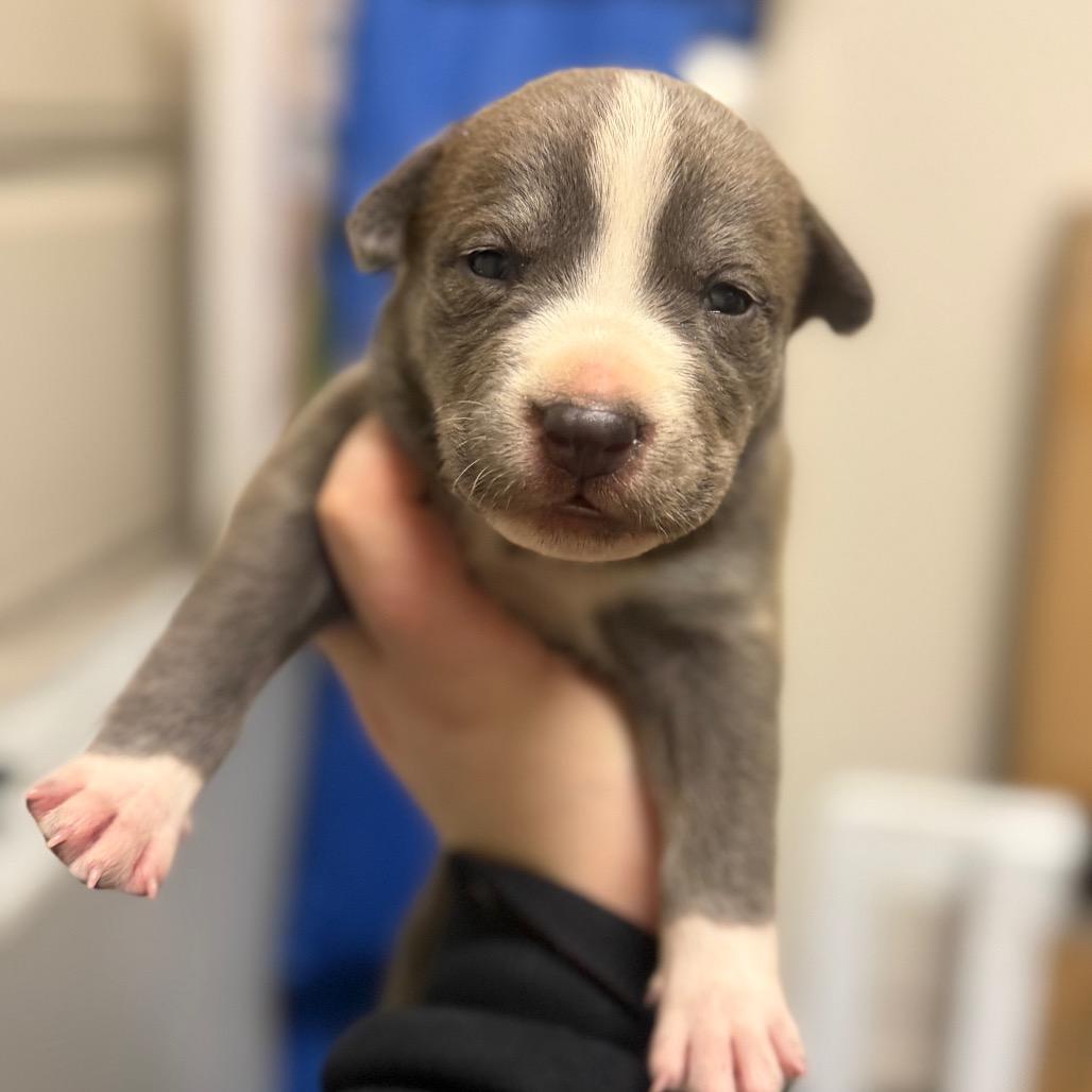 389 (2026) Ash, Adoptable, Puppy Male Pit Bull Terrier & Mixed Breed.